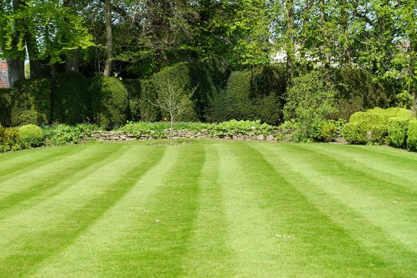 Grass Care Service in Shreveport