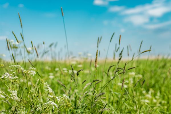 High Grass Trimming in Shreveport