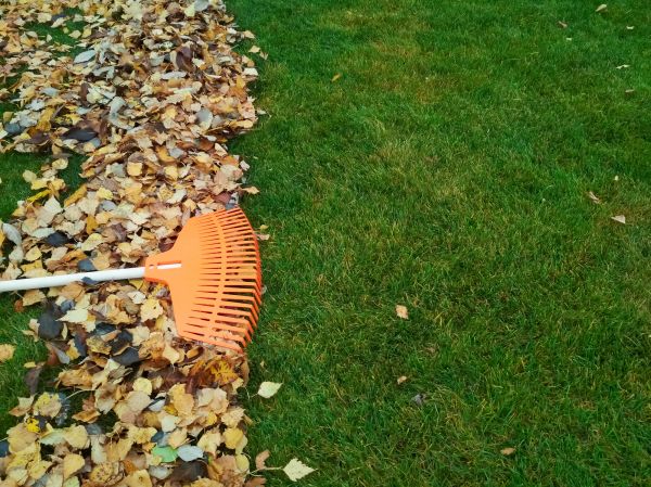 Fall Lawn Care in Shreveport